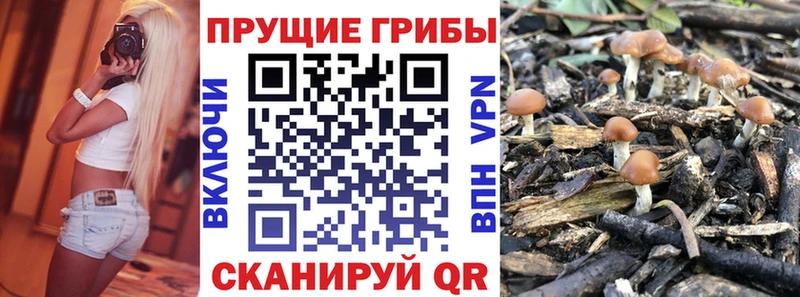 Псилоцибиновые грибы мухоморы  Купить закладки  Заводоуковск 